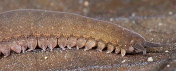 Media type: image; Invertebrate Zoology 131441